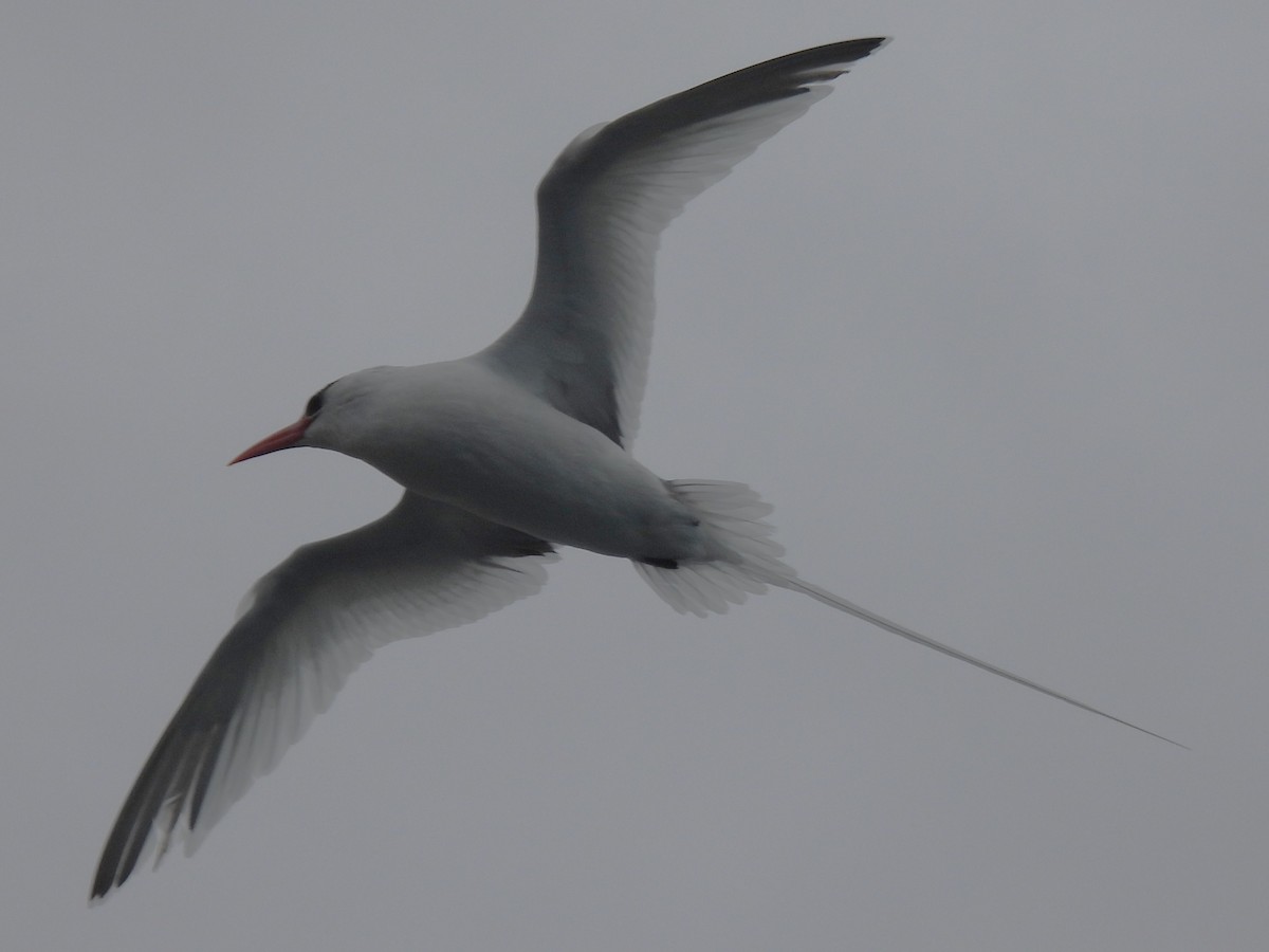 Kırmızı Gagalı Tropikkuşu - ML644102829