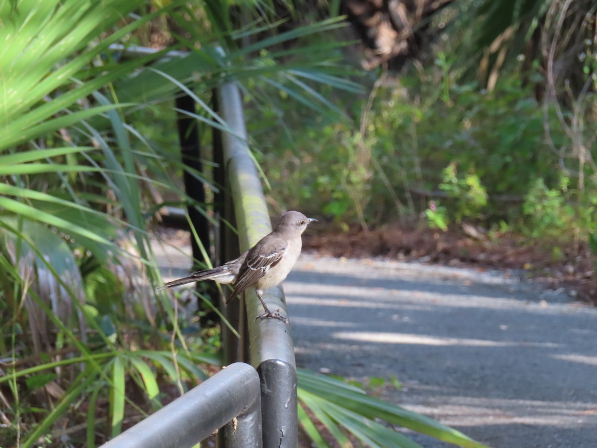 Northern Mockingbird - ML644102833
