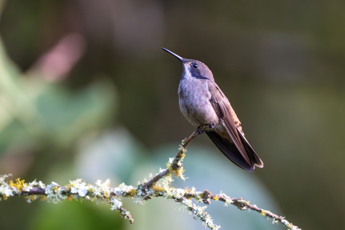 Бурый фиалкоух - ML644102850