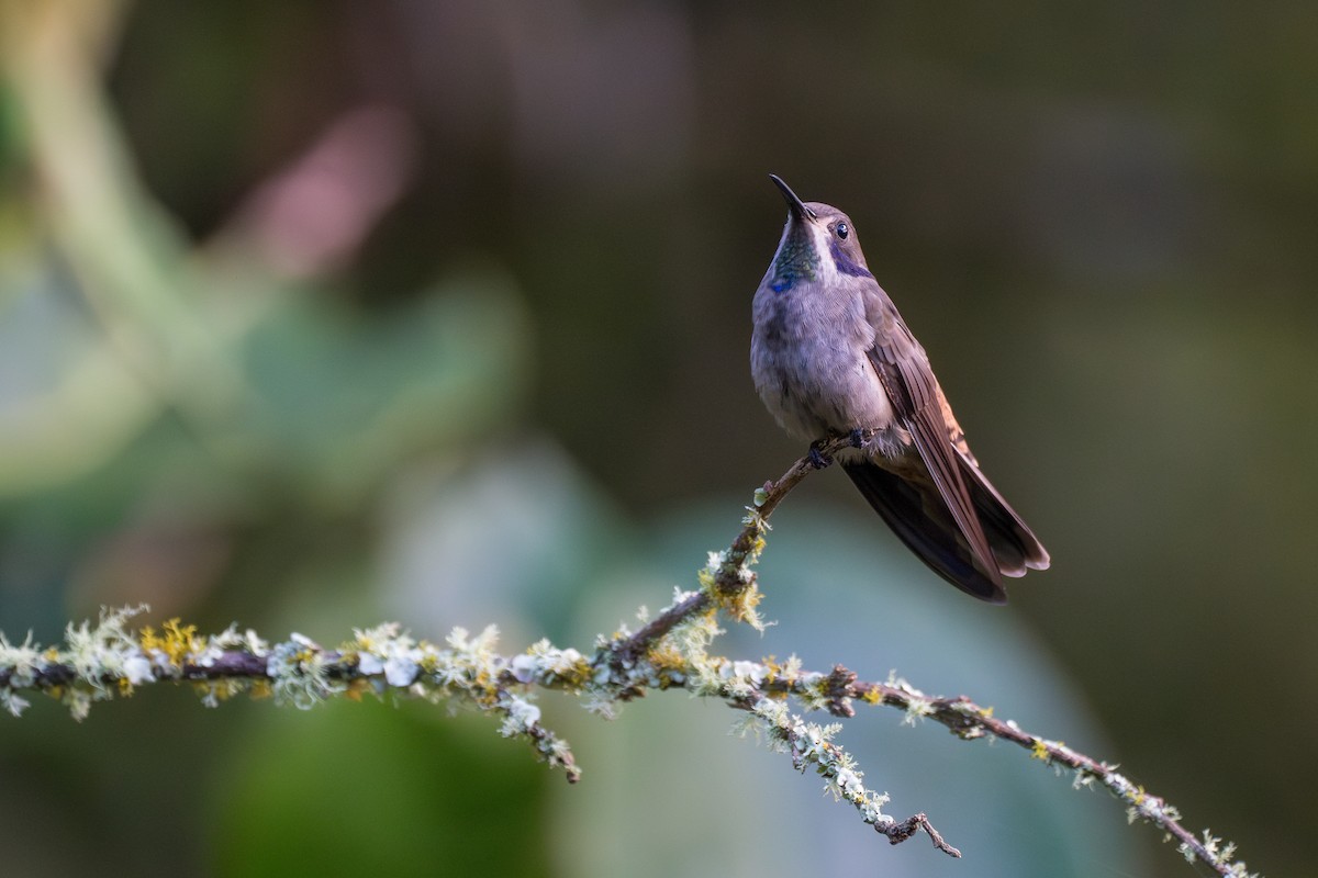 Бурый фиалкоух - ML644102851