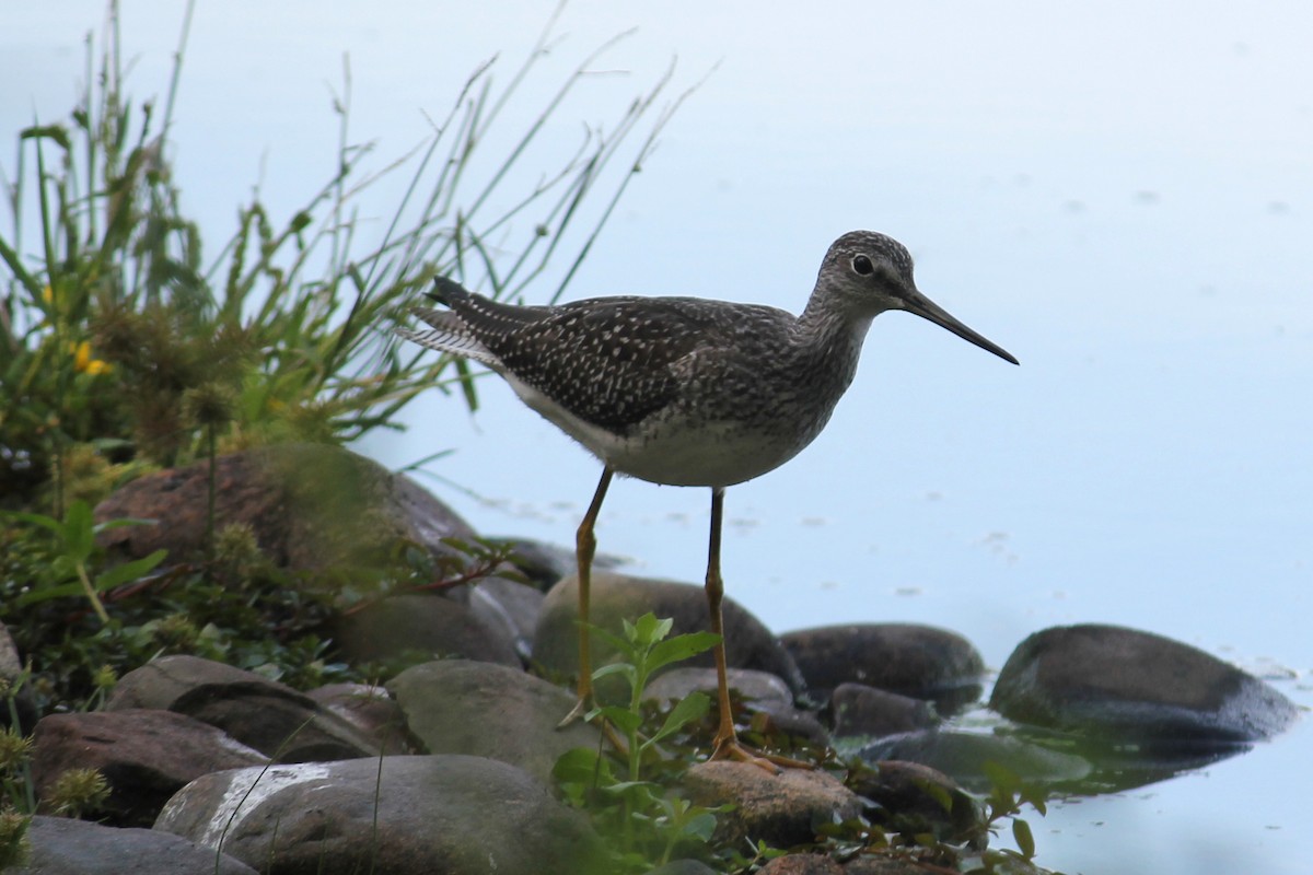 Greater Yellowlegs - ML644102869