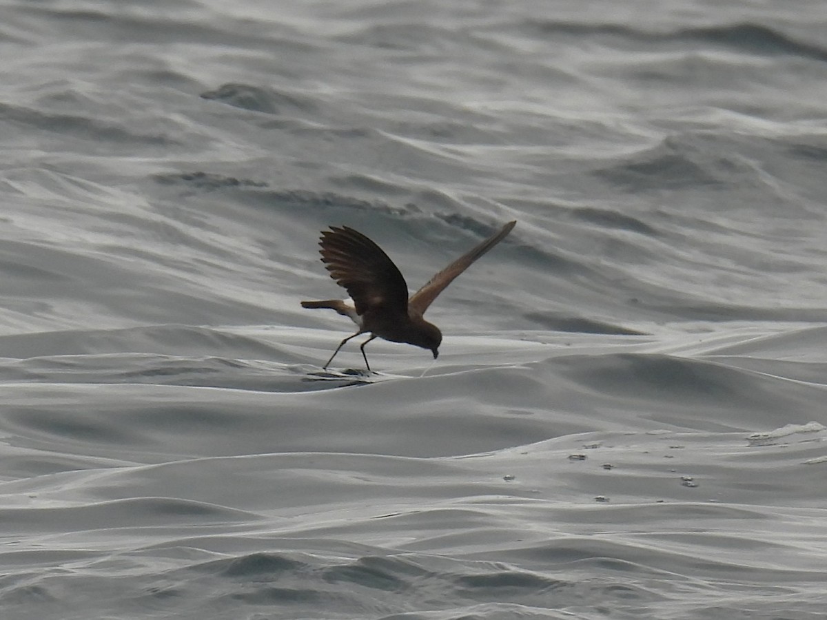 Elliot's Storm-Petrel - ML644102878