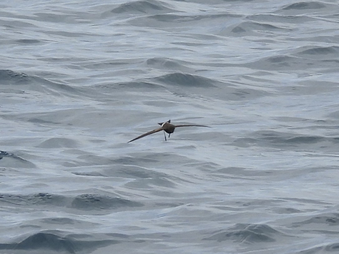 Elliot's Storm-Petrel - ML644102879