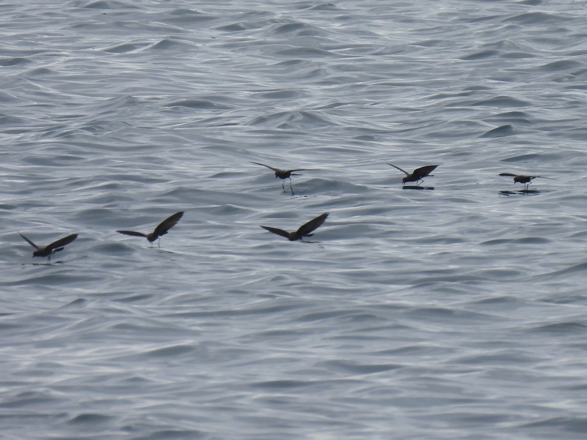 Elliot's Storm-Petrel - ML644102880