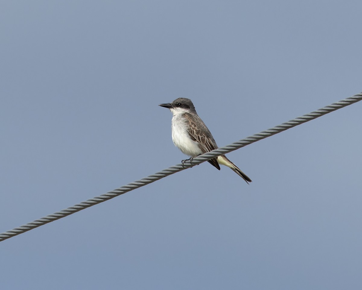 Gray Kingbird - ML644102901