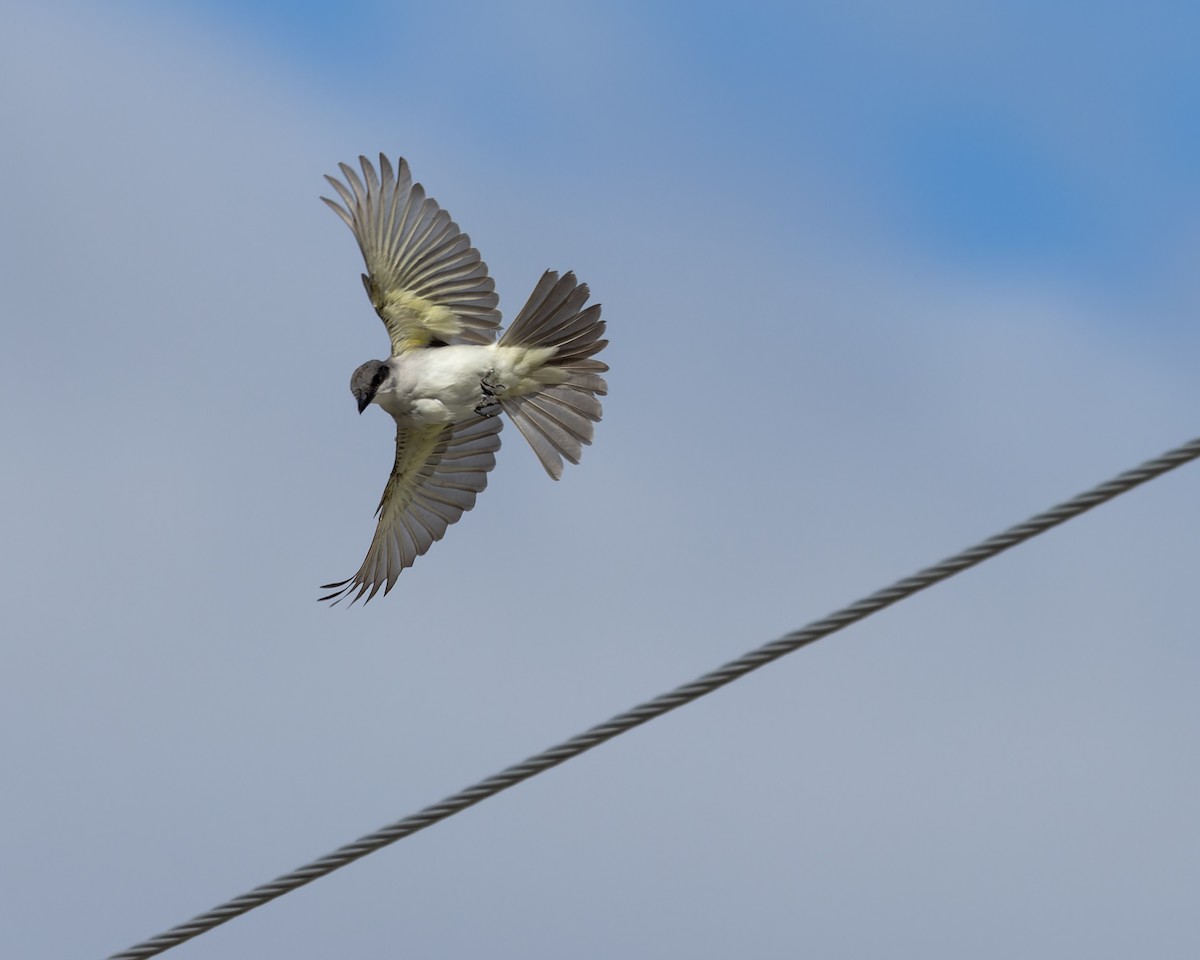 Gray Kingbird - ML644102902