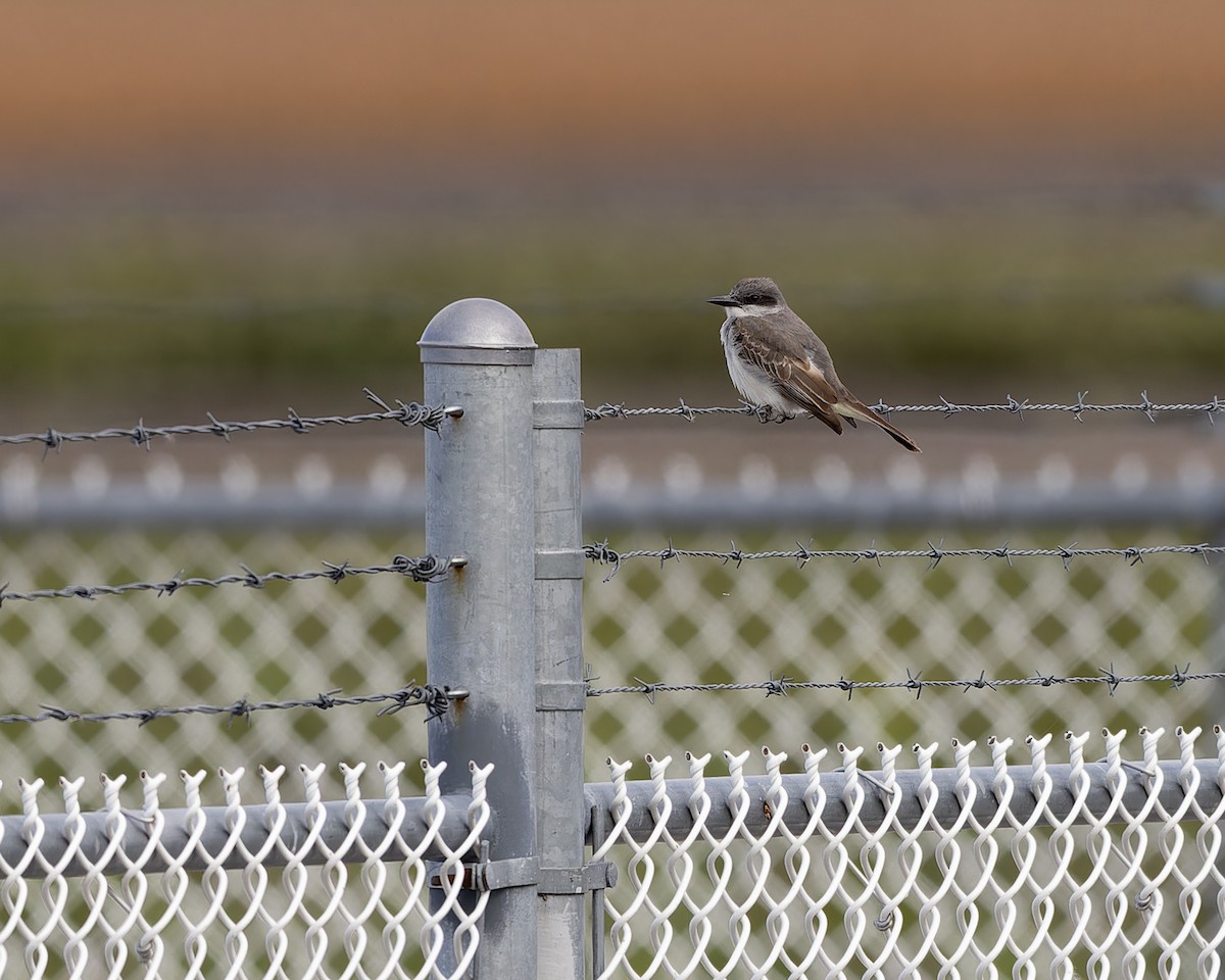 Gray Kingbird - ML644102903