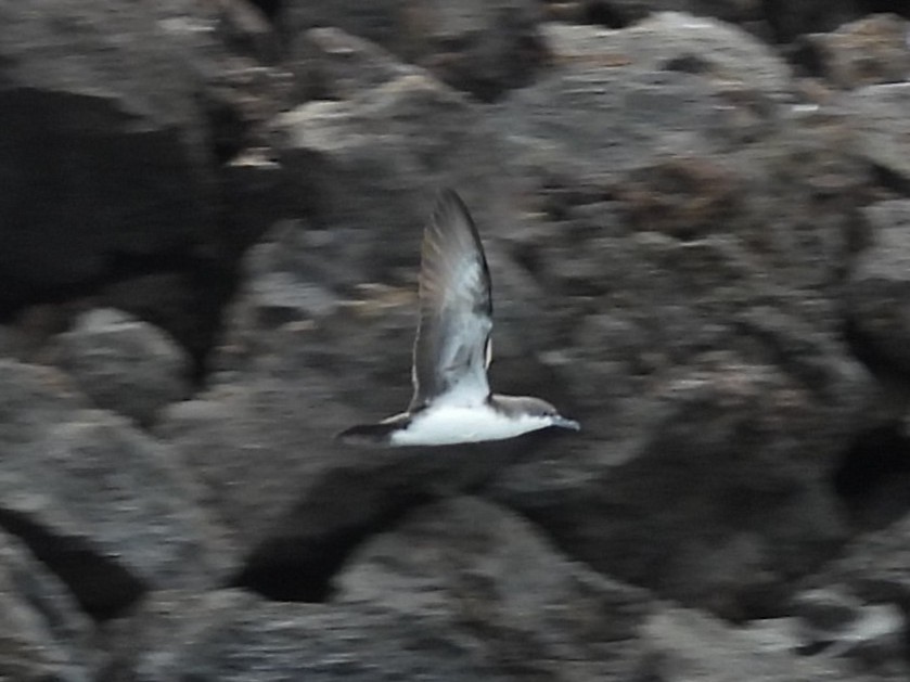 Puffin des Galapagos - ML644102919
