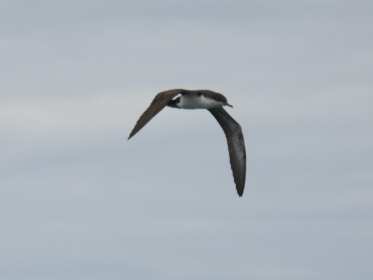 Puffin des Galapagos - ML644102920