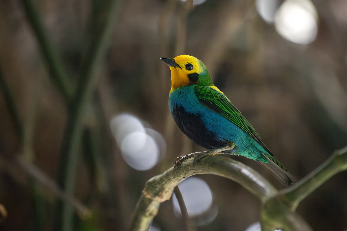 Multicolored Tanager - ML644102953