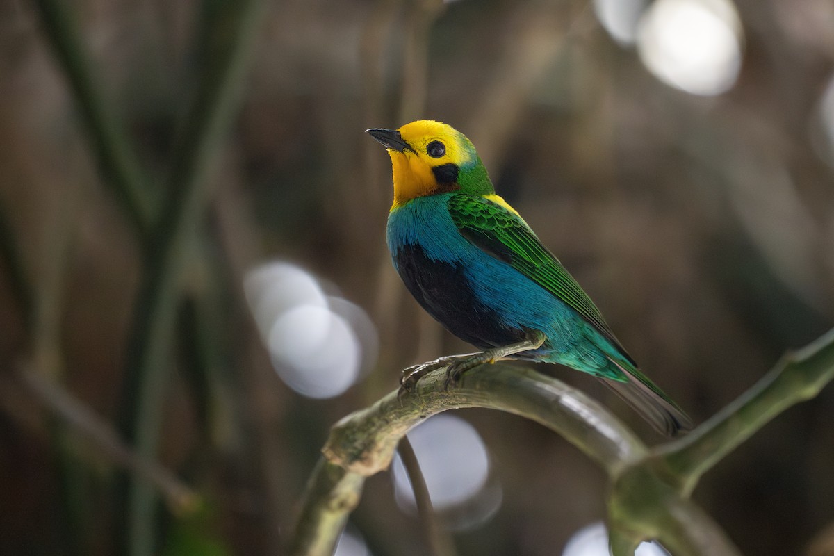 Multicolored Tanager - ML644102958