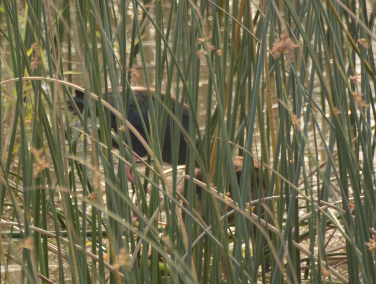 grønnryggsultanhøne - ML644102959