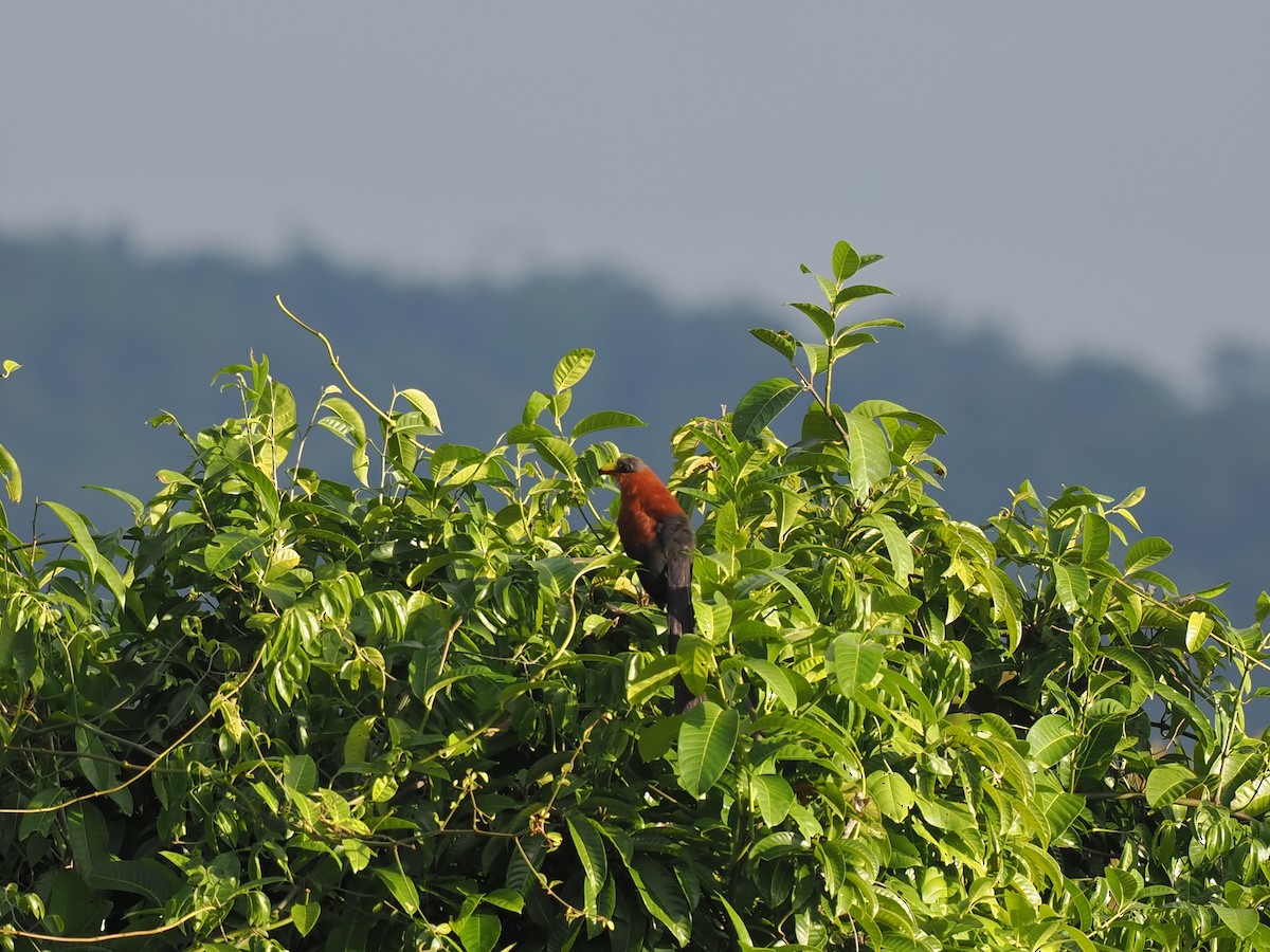 Yellow-billed Malkoha - ML644102965