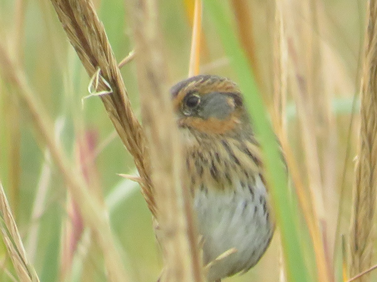 Saltmarsh Sparrow - ML644102966