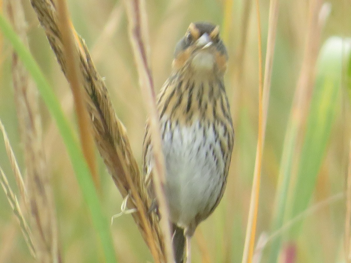Saltmarsh Sparrow - ML644102967