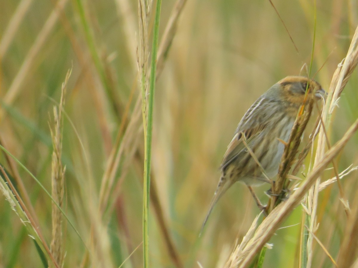 Saltmarsh Sparrow - ML644102970