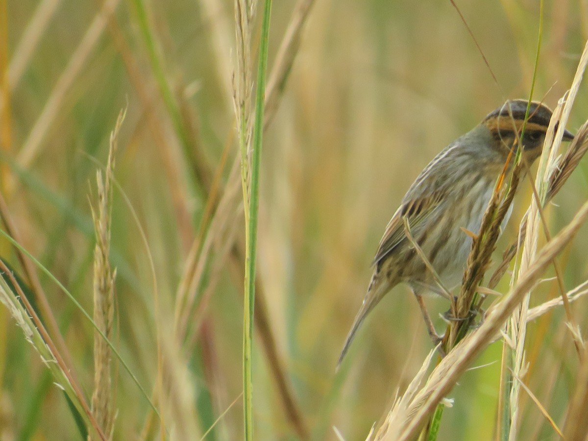 Saltmarsh Sparrow - ML644102971