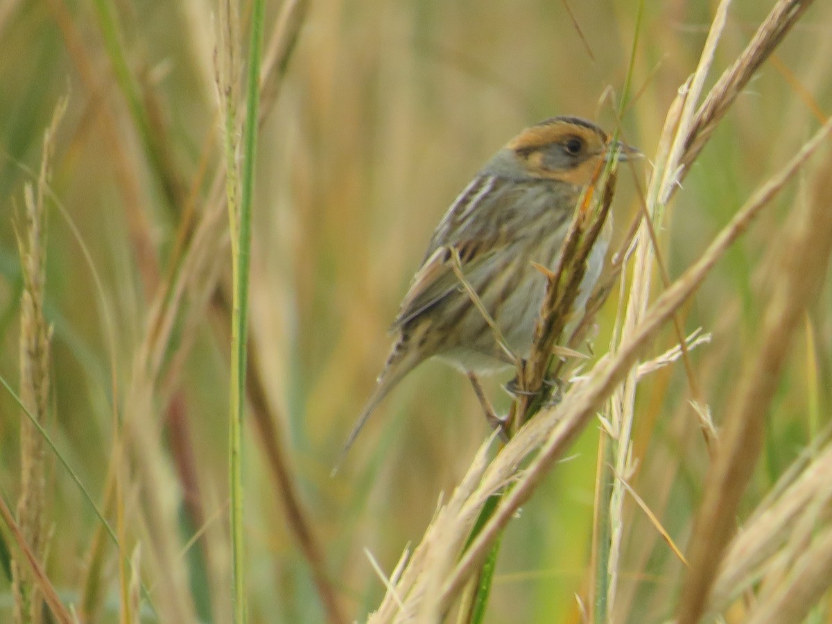 Saltmarsh Sparrow - ML644102972
