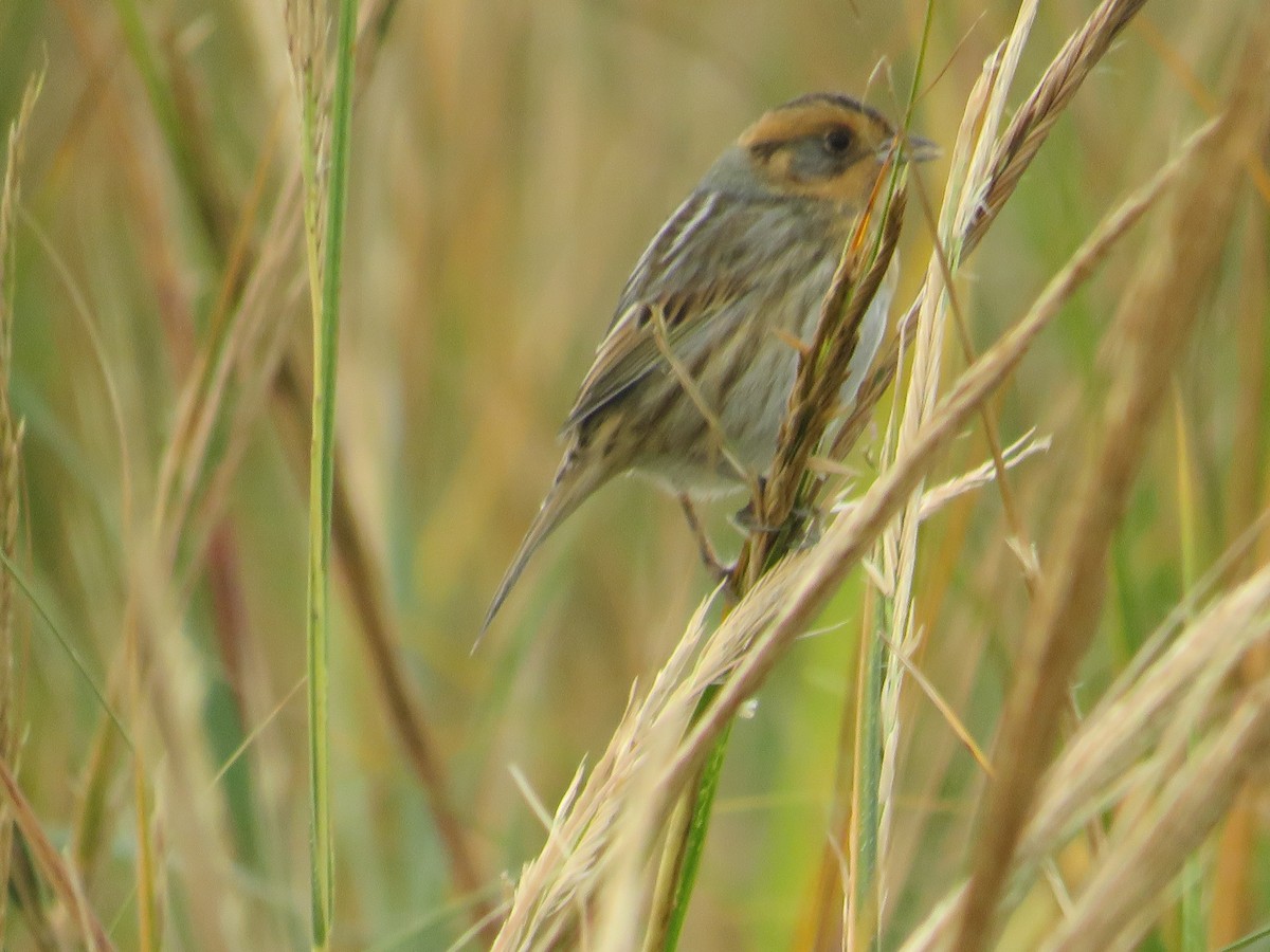 Saltmarsh Sparrow - ML644102973
