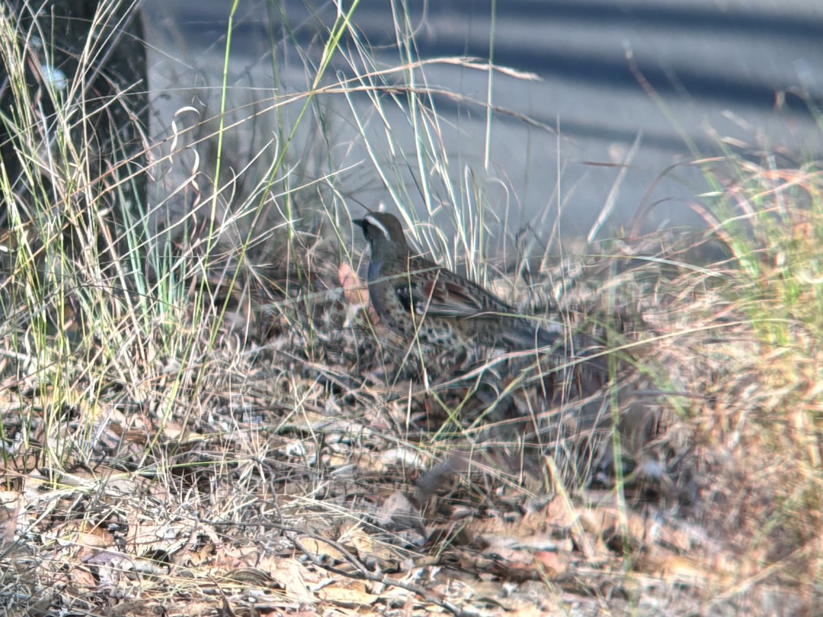 Spotted Quail-thrush - ML644102990