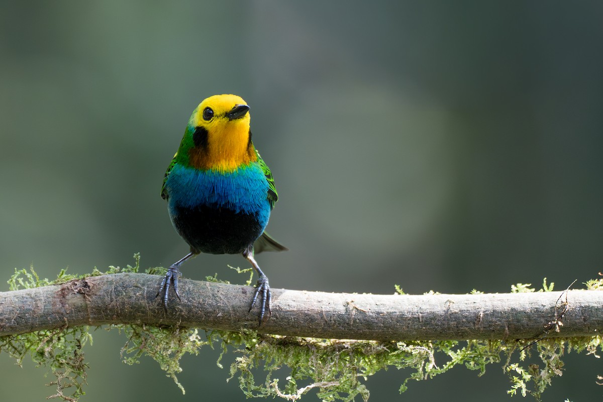 Multicolored Tanager - ML644102993