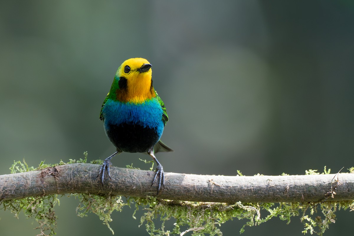 Multicolored Tanager - ML644102994