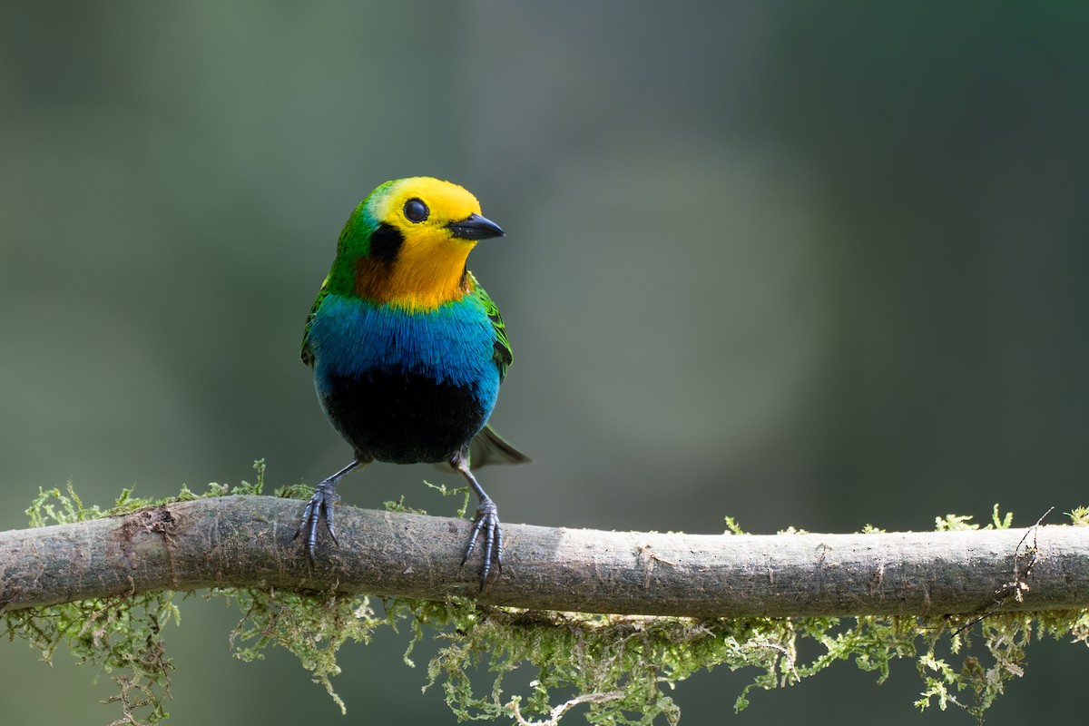 Multicolored Tanager - ML644102995