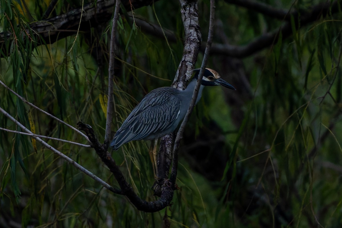 Yellow-crowned Night Heron - ML644103004