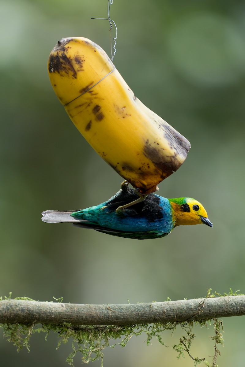 Multicolored Tanager - ML644103006