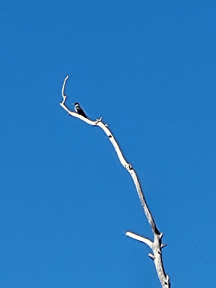 Lewis's Woodpecker - ML644103014