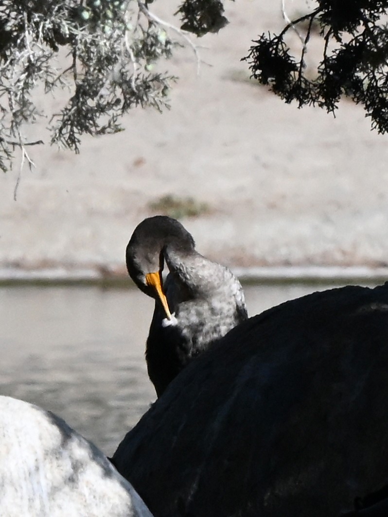 Cormoran à aigrettes - ML644103018