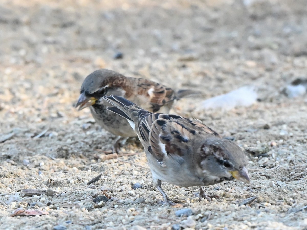 House Sparrow - ML644103019