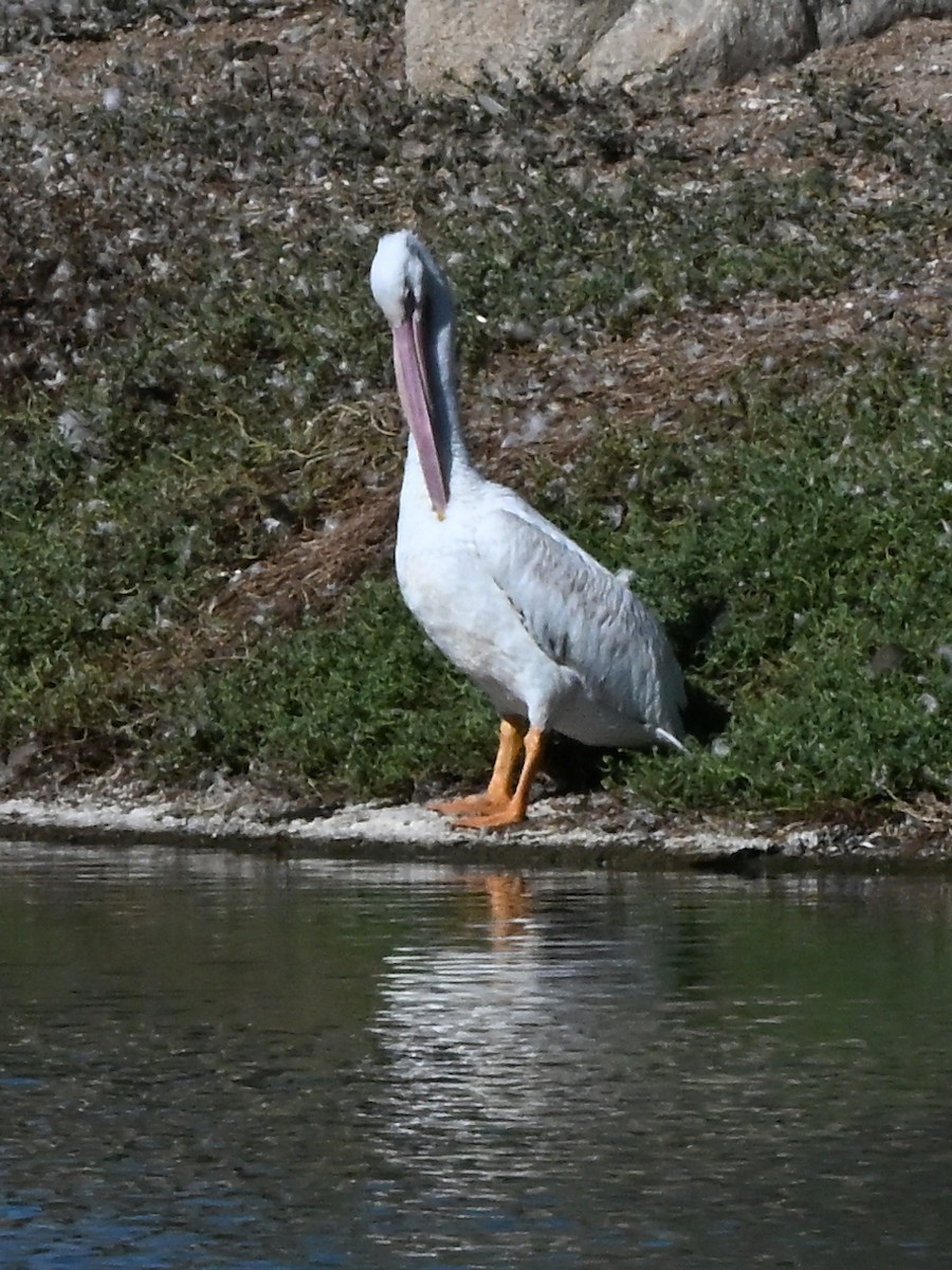 Pélican d'Amérique - ML644103020