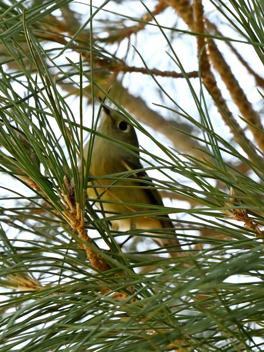 Roitelet à couronne rubis - ML644103021