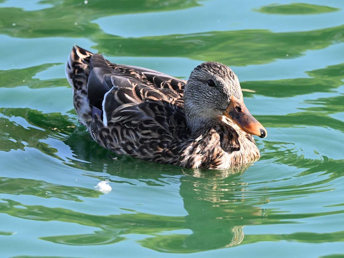 Canard colvert - ML644103024