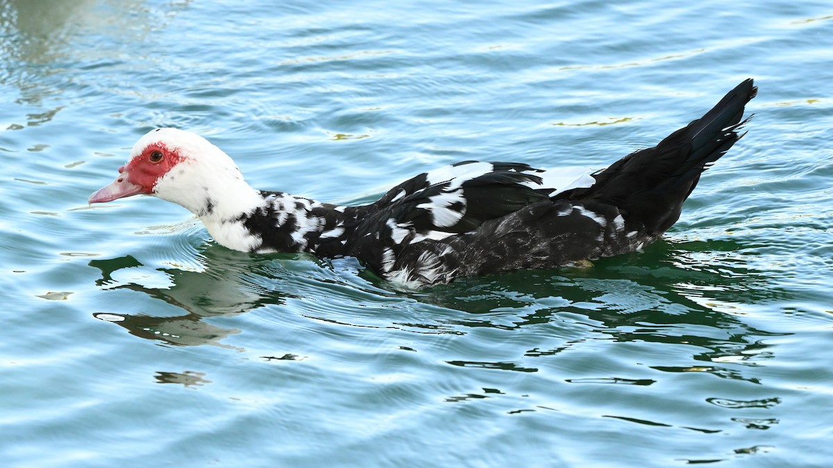 Canard musqué (forme domestique) - ML644103025