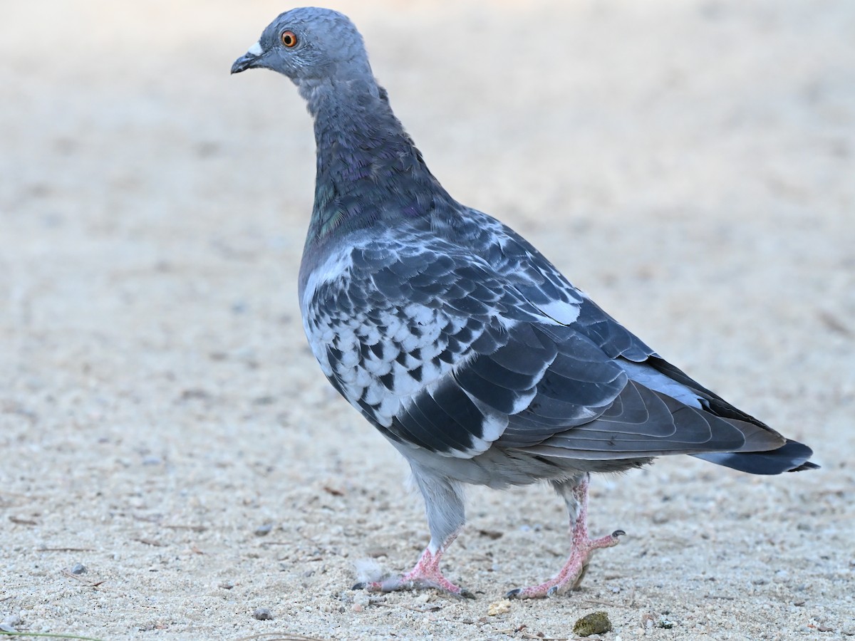Pigeon biset (forme domestique) - ML644103030