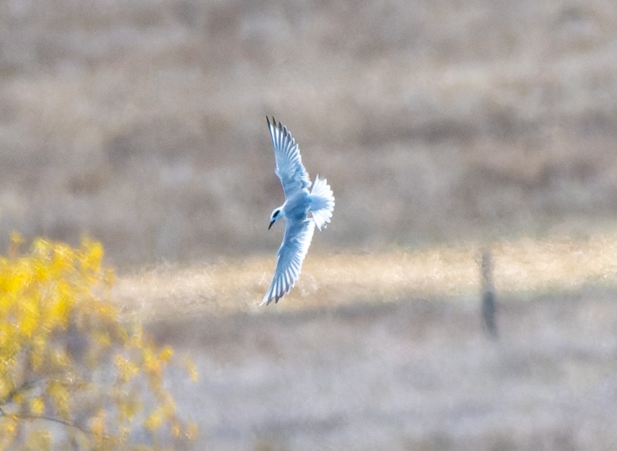 Forster's Tern - ML644103031