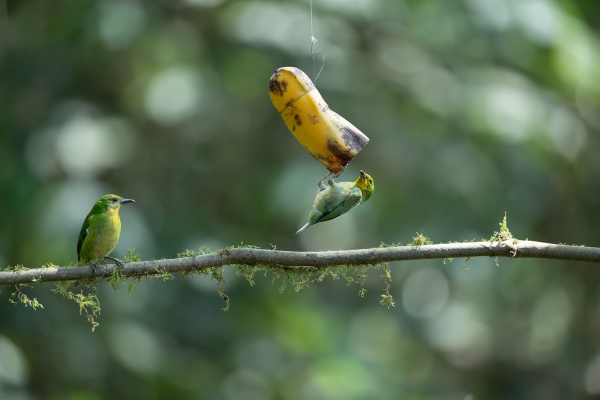 Multicolored Tanager - ML644103037