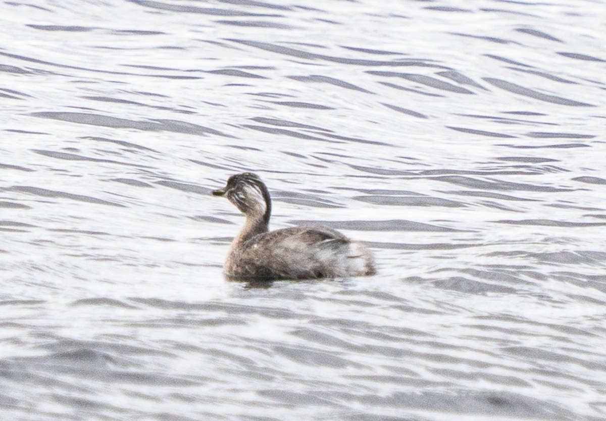 Hoary-headed Grebe - ML644103046