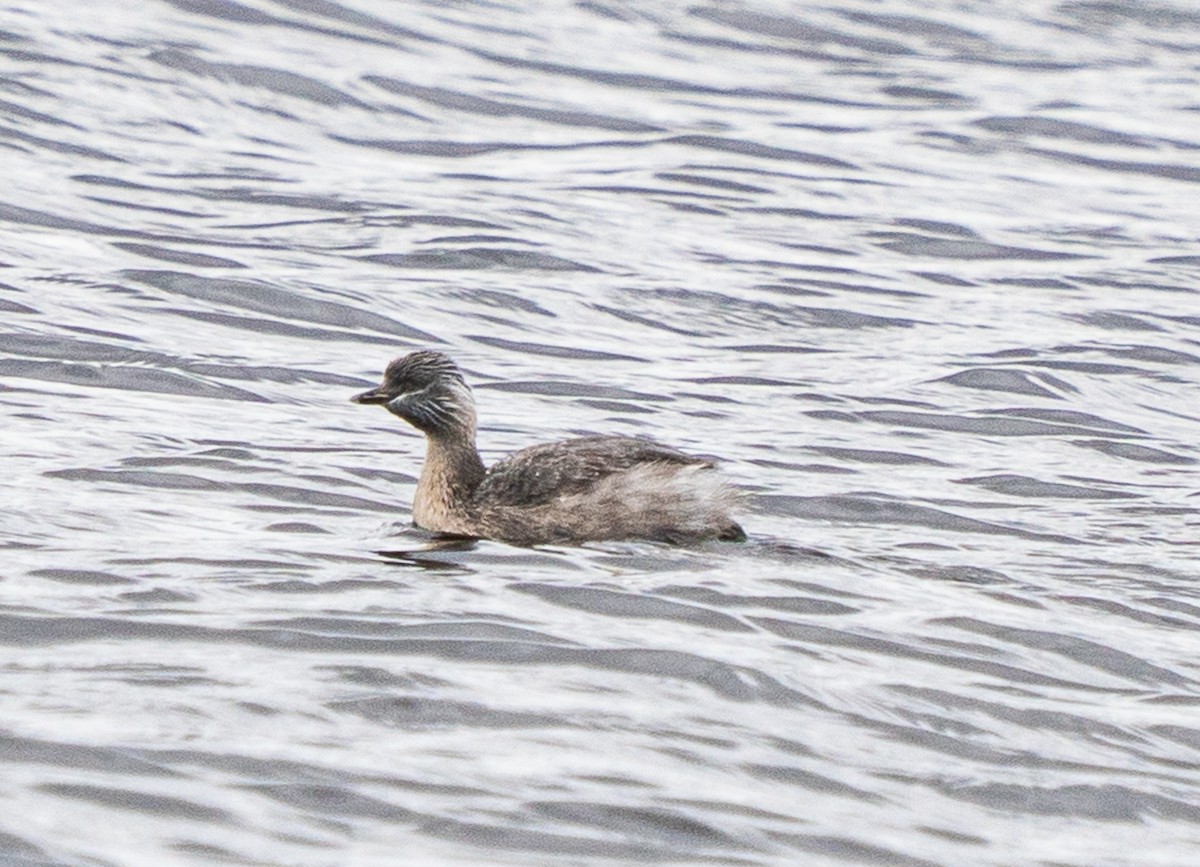 Hoary-headed Grebe - ML644103047