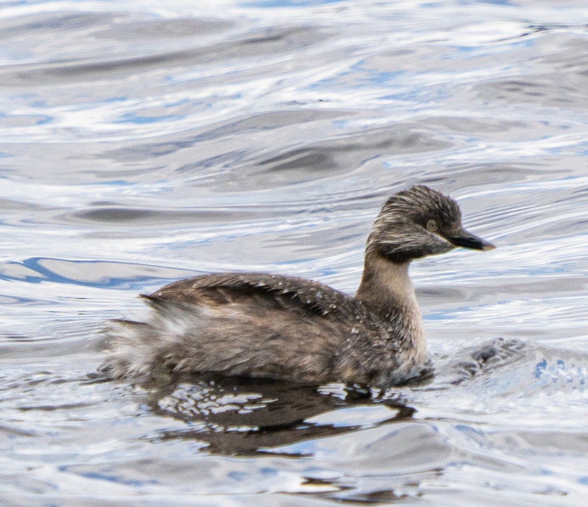 Hoary-headed Grebe - ML644103049