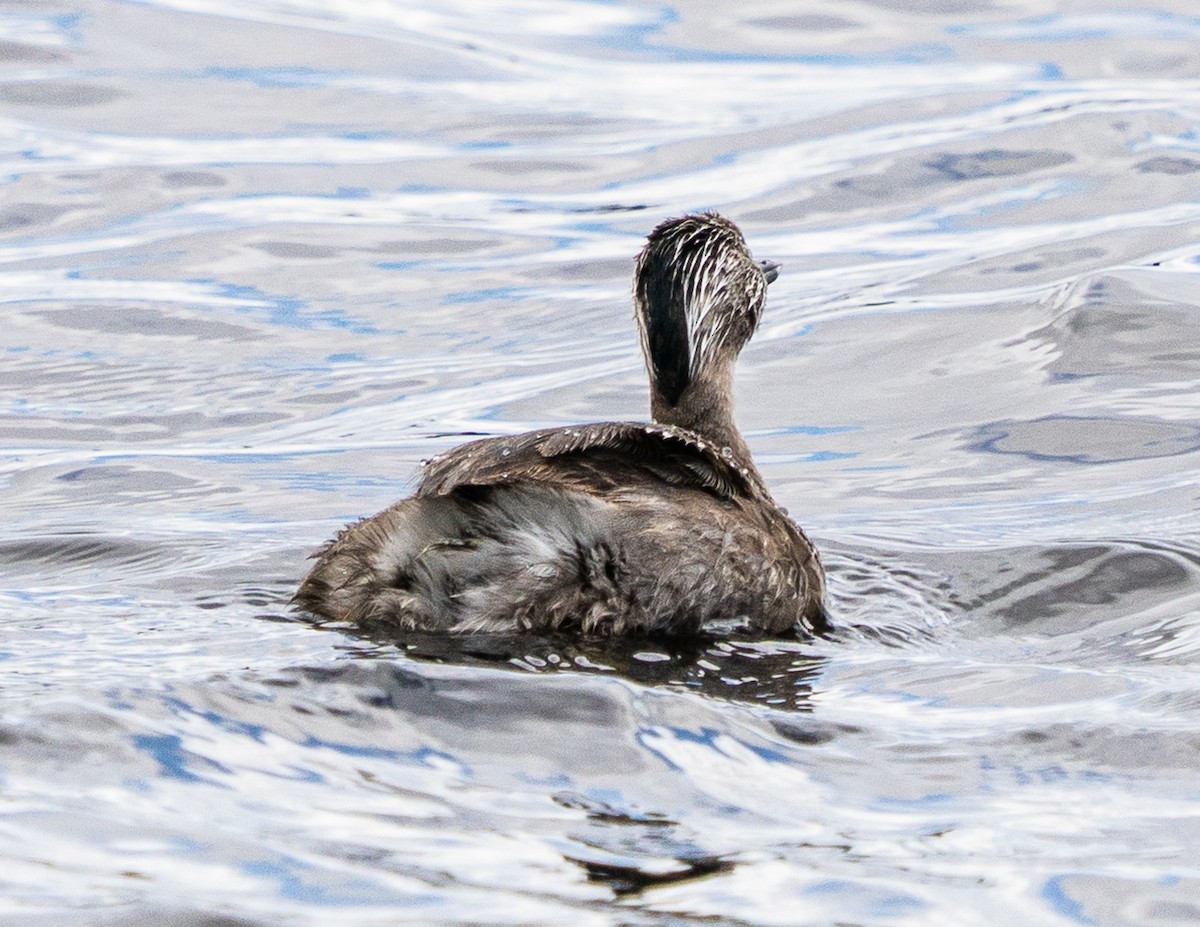 Hoary-headed Grebe - ML644103050
