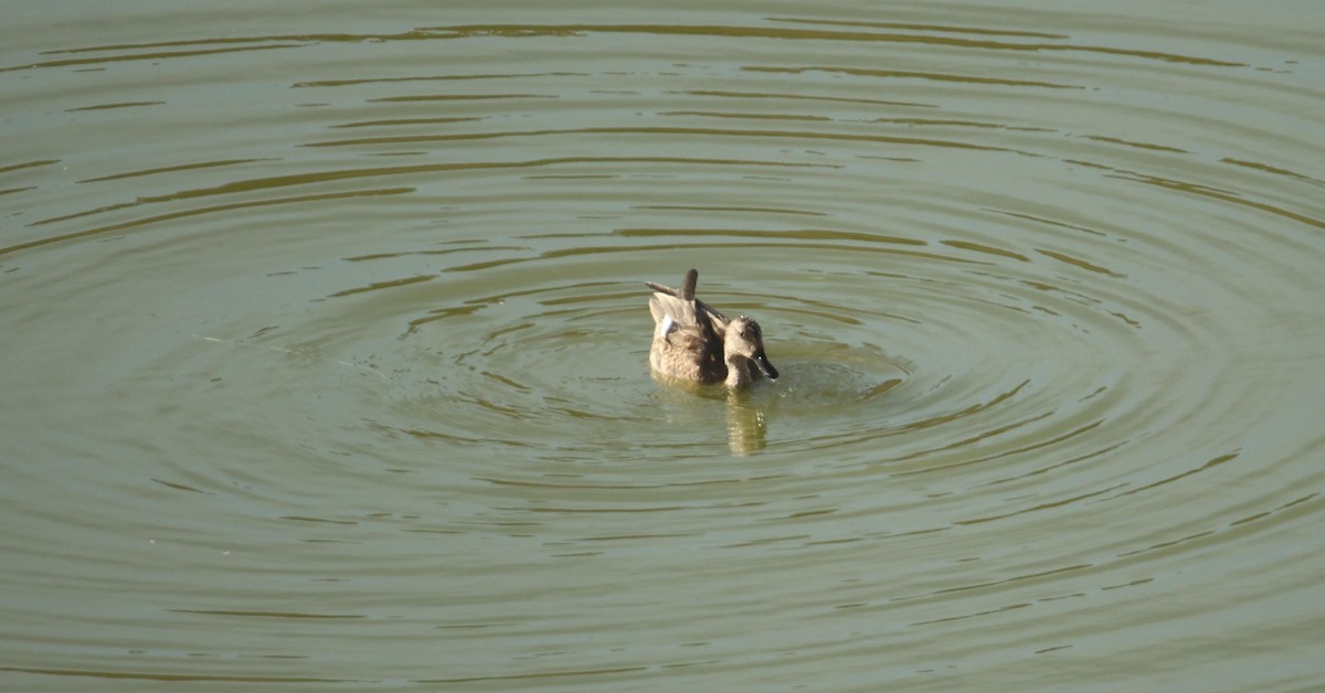 Gadwall - ML644103071