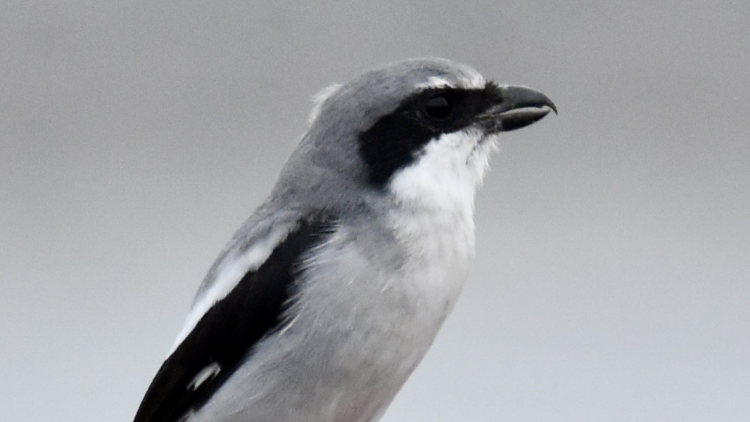 Loggerhead Shrike - ML644103078