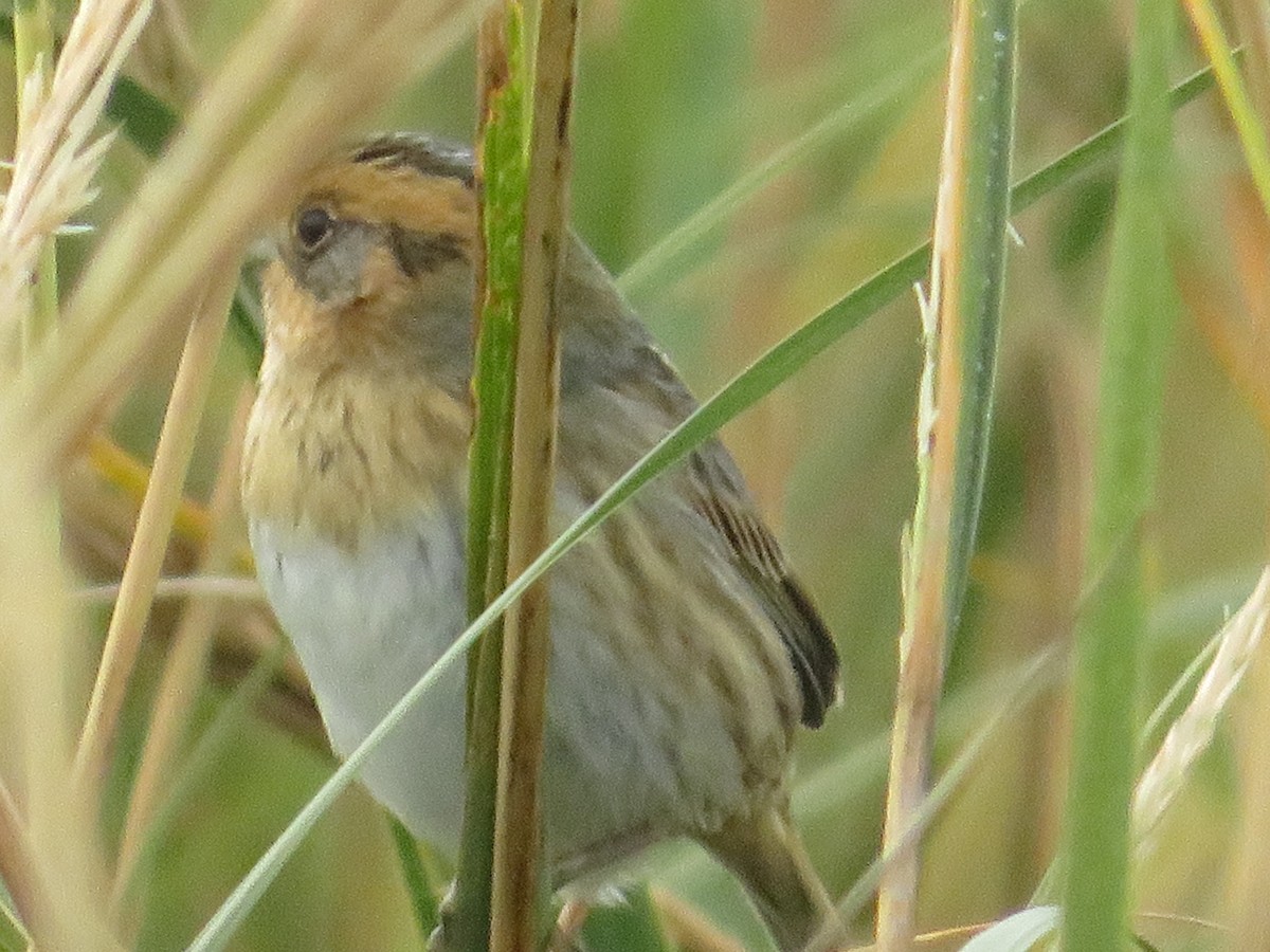 Nelson's Sparrow - ML644103091