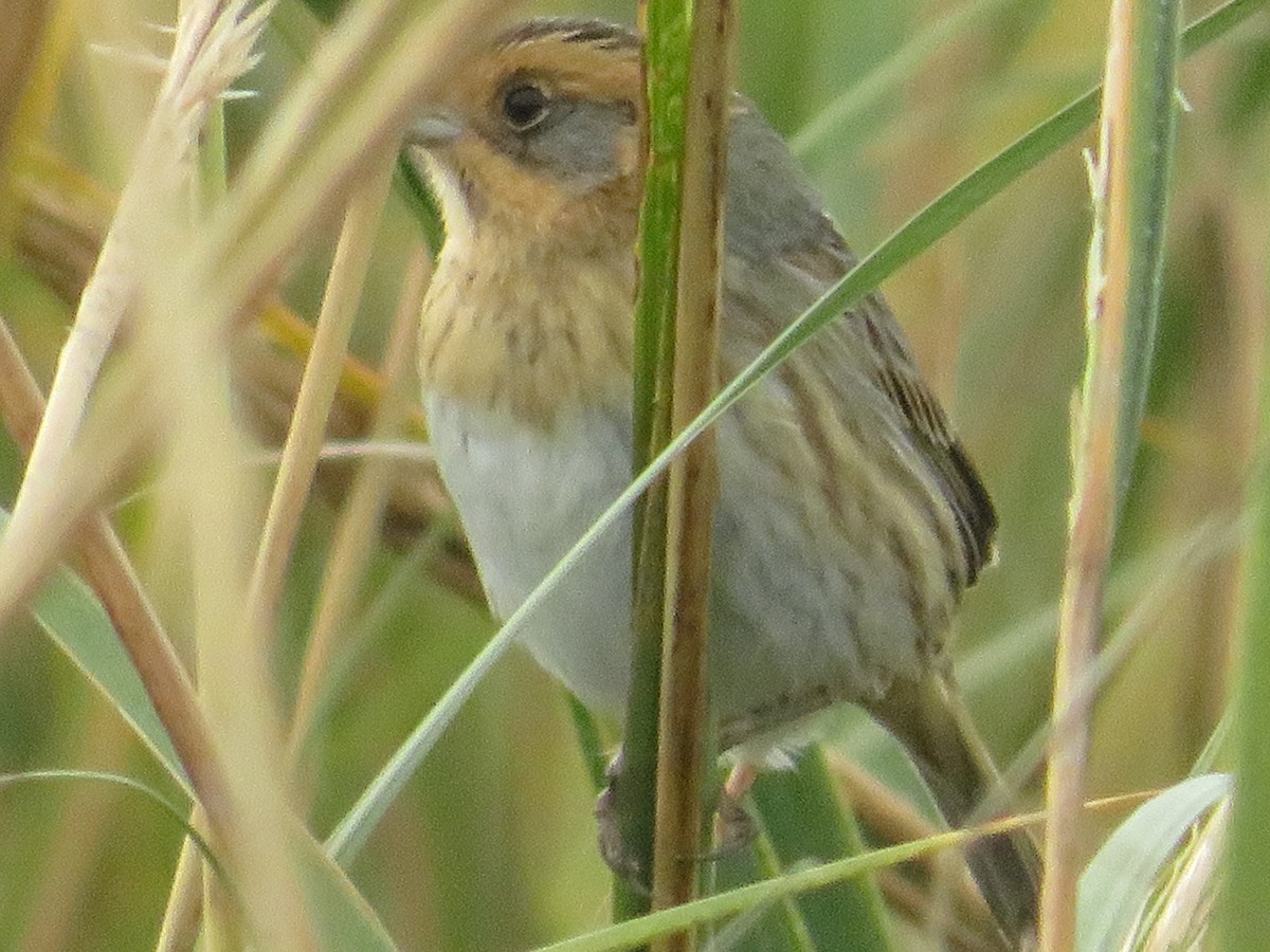 Nelson's Sparrow - ML644103092