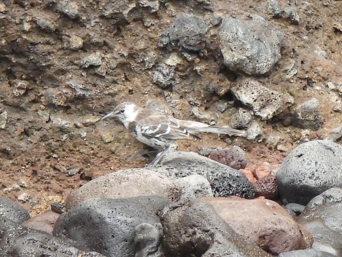 チャールズマネシツグミ - ML644103093