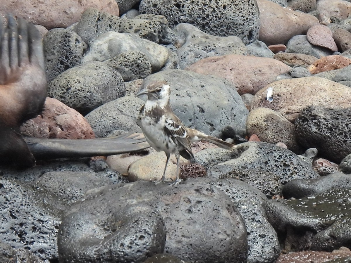 チャールズマネシツグミ - ML644103094