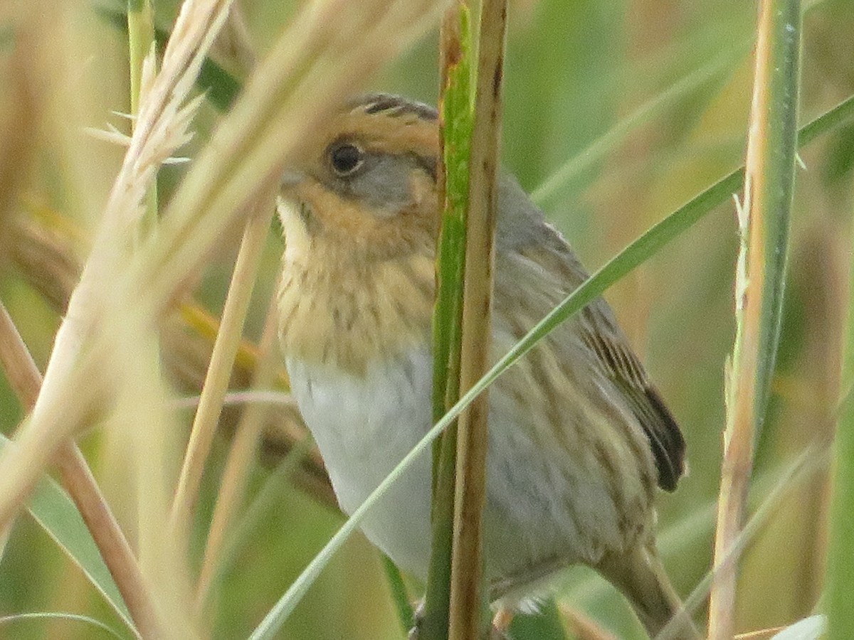 Nelson's Sparrow - ML644103095